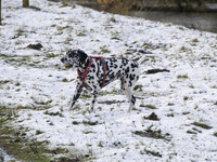 A Dalmatian dog with a ball playing in the snow. First winter weather of the season with snow hit the Netherlands. Low temperatures with wet...