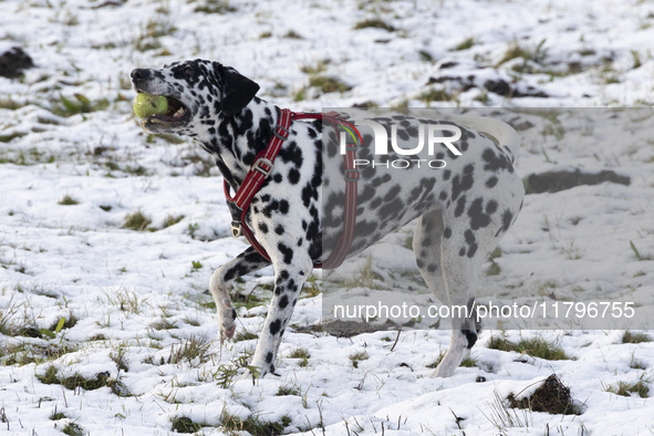 A Dalmatian dog with a ball playing in the snow. First winter weather of the season with snow hit the Netherlands. Low temperatures with wet...