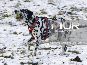 A Dalmatian dog with a ball playing in the snow. First winter weather of the season with snow hit the Netherlands. Low temperatures with wet...