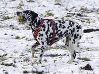 A Dalmatian dog with a ball playing in the snow. First winter weather of the season with snow hit the Netherlands. Low temperatures with wet...