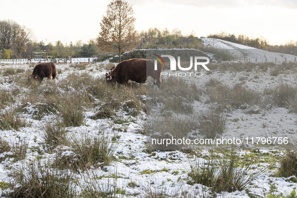 Cows in the snow. First winter weather of the season with snow hit the Netherlands. Low temperatures with wet snow conditions occurred on We...