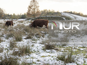 Cows in the snow. First winter weather of the season with snow hit the Netherlands. Low temperatures with wet snow conditions occurred on We...