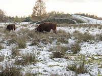 Cows in the snow. First winter weather of the season with snow hit the Netherlands. Low temperatures with wet snow conditions occurred on We...