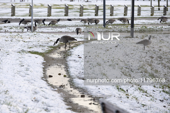 Flock of Canada goose birds Branta canadensis species spotted in the snow. First winter weather of the season with snow hit the Netherlands....