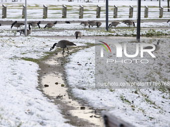 Flock of Canada goose birds Branta canadensis species spotted in the snow. First winter weather of the season with snow hit the Netherlands....