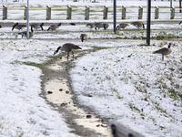 Flock of Canada goose birds Branta canadensis species spotted in the snow. First winter weather of the season with snow hit the Netherlands....