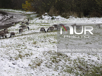 Flock of Canada goose birds Branta canadensis species spotted in the snow. First winter weather of the season with snow hit the Netherlands....