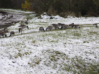 Flock of Canada goose birds Branta canadensis species spotted in the snow. First winter weather of the season with snow hit the Netherlands....