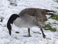 Canada goose bird Branta canadensis spotted in the snow. First winter weather of the season with snow hit the Netherlands. Low temperatures...