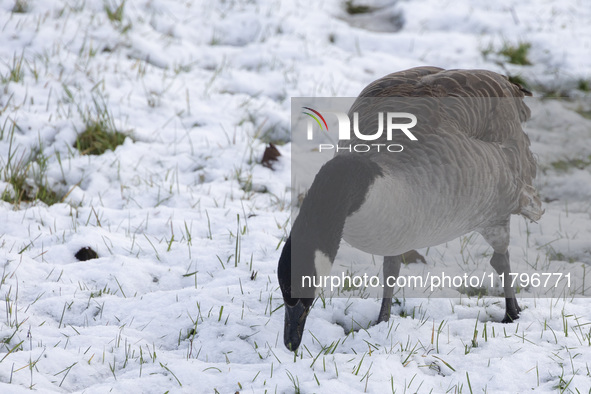 Canada goose bird Branta canadensis spotted in the snow. First winter weather of the season with snow hit the Netherlands. Low temperatures...