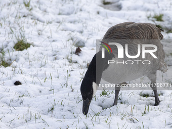 Canada goose bird Branta canadensis spotted in the snow. First winter weather of the season with snow hit the Netherlands. Low temperatures...