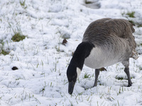 Canada goose bird Branta canadensis spotted in the snow. First winter weather of the season with snow hit the Netherlands. Low temperatures...