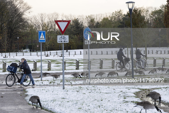 People are using their bicycle in the snow while Canada Goose birds are walking around. First winter weather of the season with snow hit the...