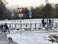 People are using their bicycle in the snow while Canada Goose birds are walking around. First winter weather of the season with snow hit the...