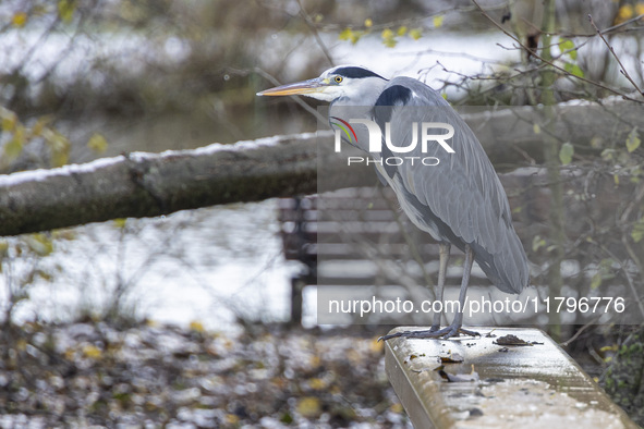 A grey heron bird, Ardea cinerea species spotted standing on the railings. First winter weather of the season with snow hit the Netherlands....