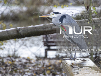 A grey heron bird, Ardea cinerea species spotted standing on the railings. First winter weather of the season with snow hit the Netherlands....