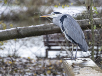 A grey heron bird, Ardea cinerea species spotted standing on the railings. First winter weather of the season with snow hit the Netherlands....