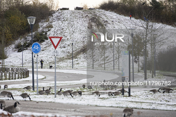 Flock of Canada goose birds Branta canadensis species spotted in the snow. First winter weather of the season with snow hit the Netherlands....