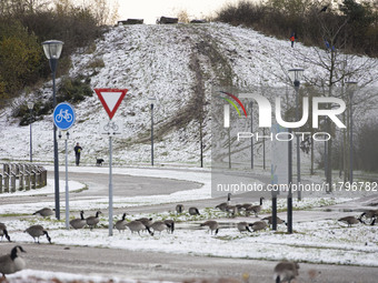 Flock of Canada goose birds Branta canadensis species spotted in the snow. First winter weather of the season with snow hit the Netherlands....