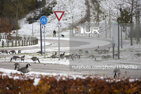 Flock of Canada goose birds Branta canadensis species spotted in the snow. First winter weather of the season with snow hit the Netherlands....