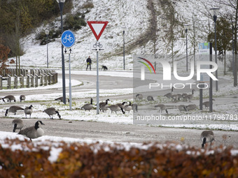 Flock of Canada goose birds Branta canadensis species spotted in the snow. First winter weather of the season with snow hit the Netherlands....