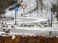 Flock of Canada goose birds Branta canadensis species spotted in the snow. First winter weather of the season with snow hit the Netherlands....