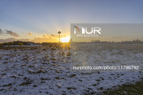 Cows spotted in a fenced area in the snow. First winter weather of the season with snow hit the Netherlands as spotted before the sunset. Lo...