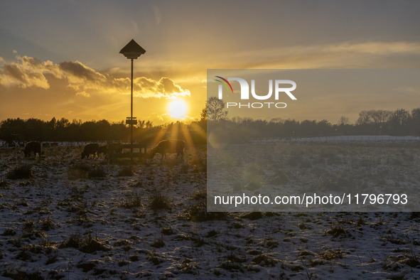 Cows spotted in a fenced area in the snow. First winter weather of the season with snow hit the Netherlands as spotted before the sunset. Lo...