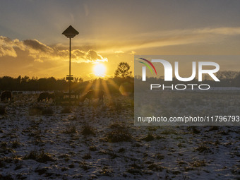 Cows spotted in a fenced area in the snow. First winter weather of the season with snow hit the Netherlands as spotted before the sunset. Lo...