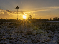 Cows spotted in a fenced area in the snow. First winter weather of the season with snow hit the Netherlands as spotted before the sunset. Lo...