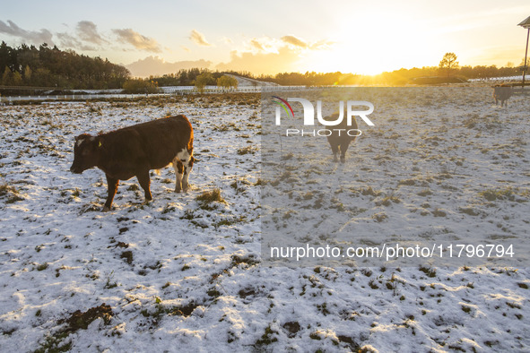 Cows spotted in a fenced area in the snow. First winter weather of the season with snow hit the Netherlands as spotted before the sunset. Lo...