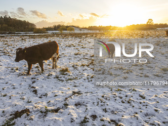 Cows spotted in a fenced area in the snow. First winter weather of the season with snow hit the Netherlands as spotted before the sunset. Lo...