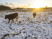 Cows spotted in a fenced area in the snow. First winter weather of the season with snow hit the Netherlands as spotted before the sunset. Lo...