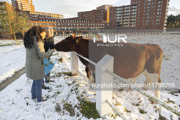 Locals are feeding and petting the cows in the snow. First winter weather of the season with snow hit the Netherlands as spotted before the...