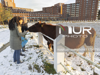 Locals are feeding and petting the cows in the snow. First winter weather of the season with snow hit the Netherlands as spotted before the...