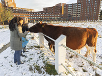 Locals are feeding and petting the cows in the snow. First winter weather of the season with snow hit the Netherlands as spotted before the...