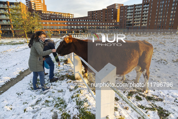 Locals are feeding and petting the cows in the snow. First winter weather of the season with snow hit the Netherlands as spotted before the...