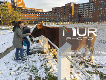 Locals are feeding and petting the cows in the snow. First winter weather of the season with snow hit the Netherlands as spotted before the...