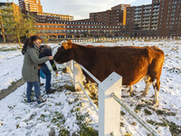 Locals are feeding and petting the cows in the snow. First winter weather of the season with snow hit the Netherlands as spotted before the...