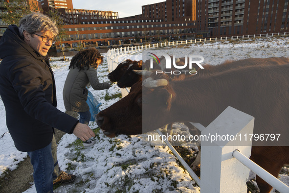 Locals are feeding and petting the cows in the snow. First winter weather of the season with snow hit the Netherlands as spotted before the...