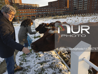 Locals are feeding and petting the cows in the snow. First winter weather of the season with snow hit the Netherlands as spotted before the...