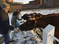 Locals are feeding and petting the cows in the snow. First winter weather of the season with snow hit the Netherlands as spotted before the...