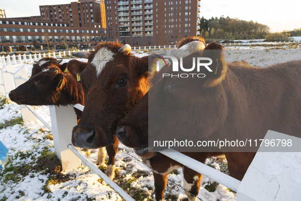 Cows spotted in a fenced area in the snow. First winter weather of the season with snow hit the Netherlands as spotted before the sunset. Lo...