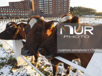 Cows spotted in a fenced area in the snow. First winter weather of the season with snow hit the Netherlands as spotted before the sunset. Lo...