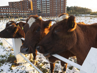 Cows spotted in a fenced area in the snow. First winter weather of the season with snow hit the Netherlands as spotted before the sunset. Lo...