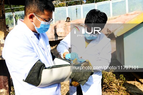 A veterinarian draws blood from a squirrel monkey for a physical examination at the Forest Wildlife World in Qingdao, China, on November 21,...