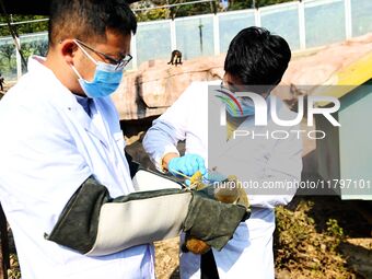 A veterinarian draws blood from a squirrel monkey for a physical examination at the Forest Wildlife World in Qingdao, China, on November 21,...