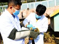 A veterinarian draws blood from a squirrel monkey for a physical examination at the Forest Wildlife World in Qingdao, China, on November 21,...