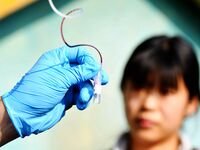 A veterinarian draws blood from a squirrel monkey for a physical examination at the Forest Wildlife World in Qingdao, China, on November 21,...