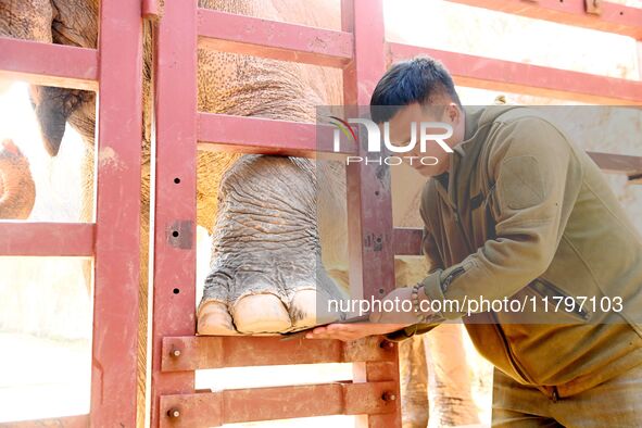 A veterinarian trims the toenails of an Asian elephant at Forest Wildlife World in Qingdao, China, on November 21, 2024. 